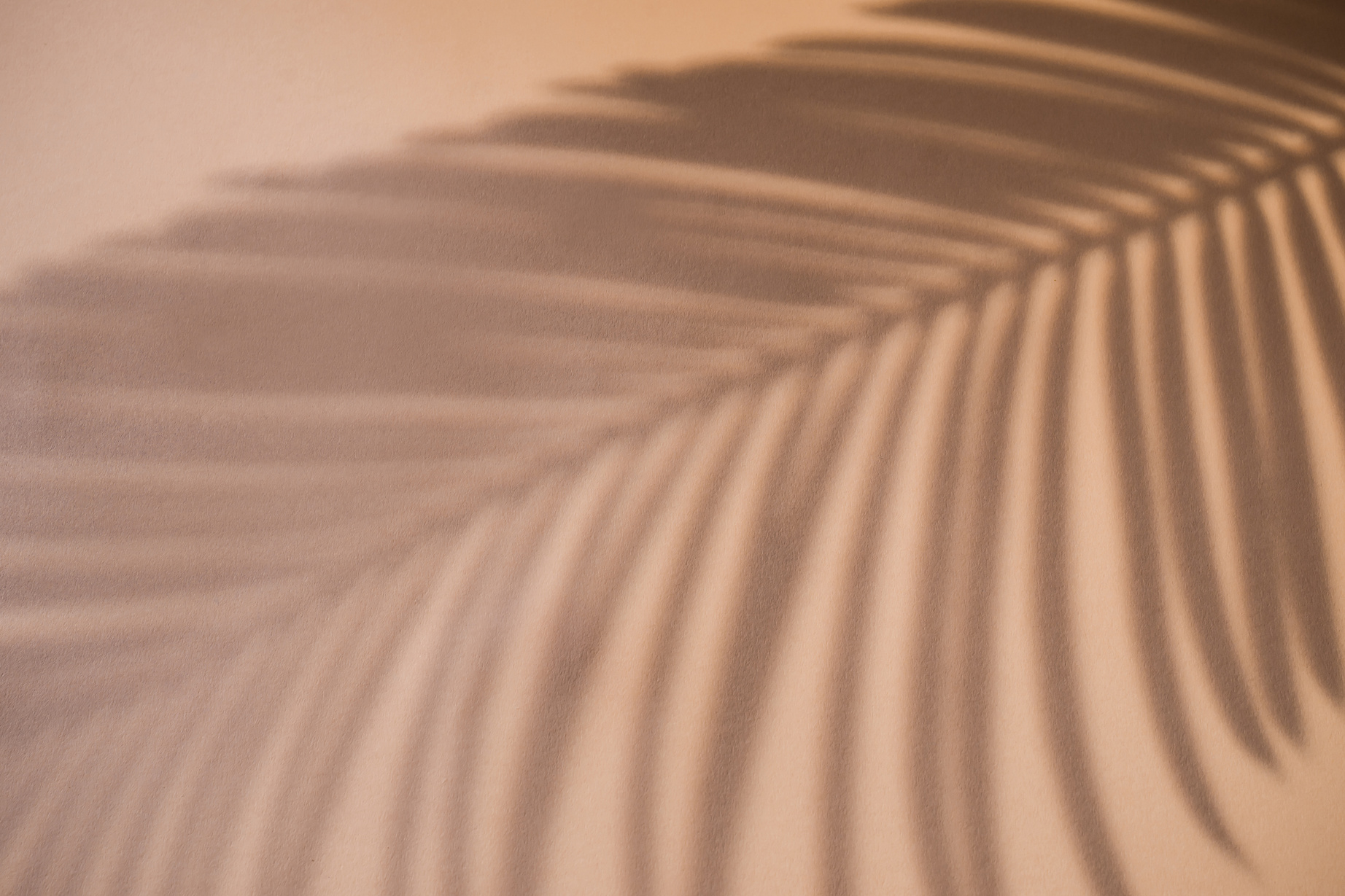 Shadow of a Palm Leaf on a Brown Background
